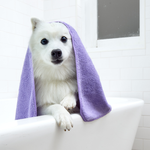 Grooming