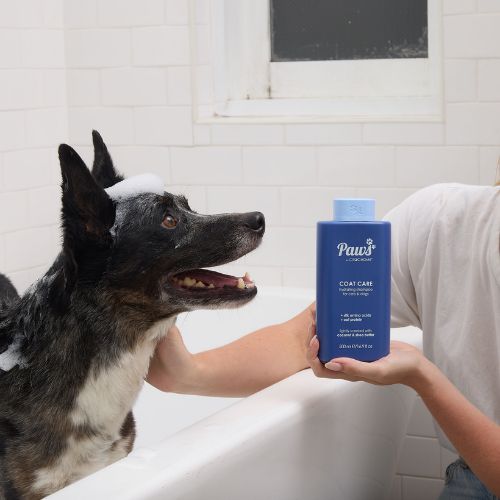 Shampoo