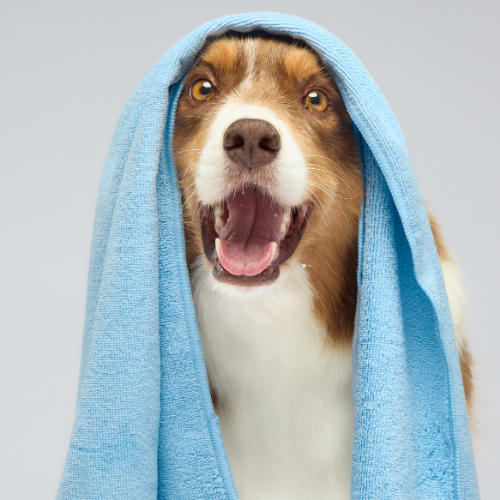 Travel Pet Drying Towel
