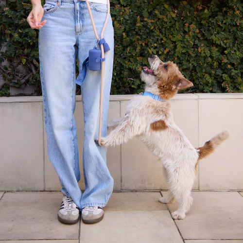 Walking Accessories